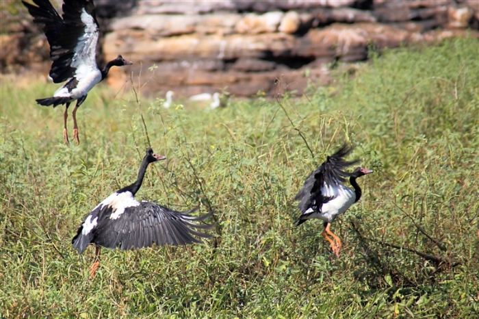 _800Mt Borradaile - Cooper Creek_5671_m_MagpieGeese